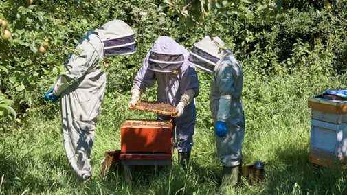 Three people in beekeeping outfits checking the beehives at Attingham Park, Shropshire